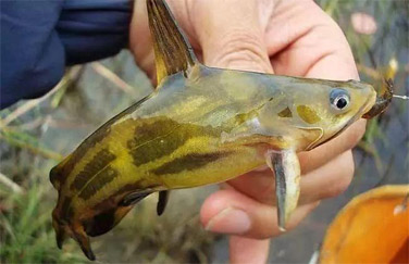 黃顙魚養殖案例